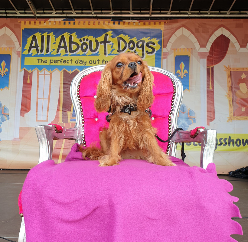 All About Dogs Show